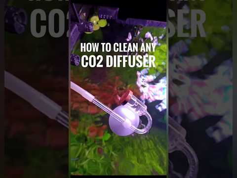 Cleaning the CO2 diffuser the right and easy way. #aquarium #fishtank #aquariummaintenance