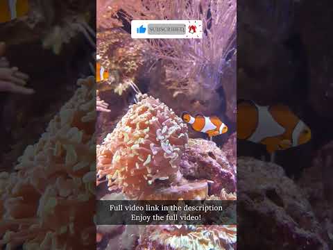 Beautiful Fishes #shorts