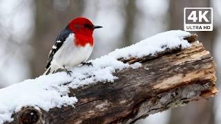 Magical Late Winter Bird Sounds ❄️ Calm Start to Early Spring