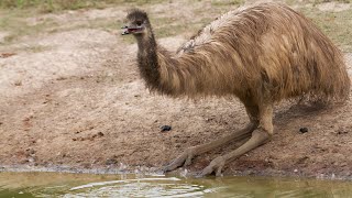 Emu Facts: Exploring the Fascinating World of Australia's iconic Bird