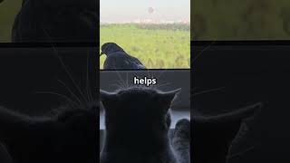 The Secret Behind Your Cat’s ‘Chirping’ at Birds! 🐦😺 #CatFacts