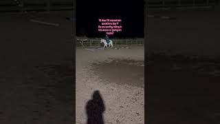 It depends but probably the arena #pony #horse #equestrian #hackingout #riding
