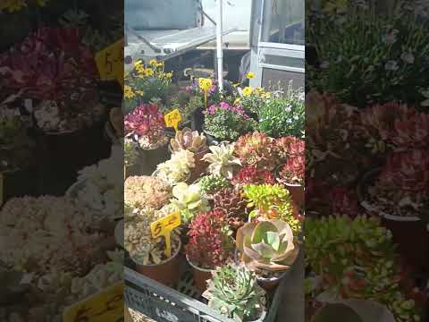 Mercado Algoz #holiday #flowers #апельсиновый #portugal #travel