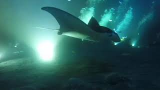 Manta Ray Night Dive Kona EcoAdventures