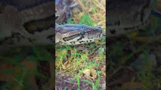 You probably should think twice before getting this snake as a pet. #snake #reptiles #snakes