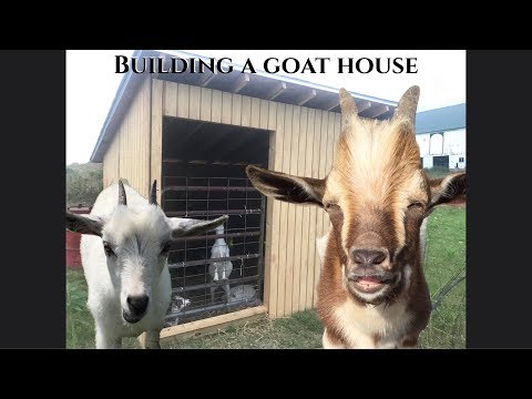 Building a Goat House w/ my Cousins Featuring Many Funny Goats and a Dog
