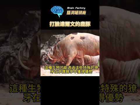 長大後可能會殺死自己，違背達爾文進化論的生物！#冷知识 #世界之最 #地球之最#奇异生物#鹿豚#馬鹿#獠牙#達爾文#進化論 #脑洞大开 #世界十大 #寵物 #世界动物 #萌宠 #危險 #动物