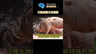 長大後可能會殺死自己，違背達爾文進化論的生物！#冷知识 #世界之最 #地球之最#奇异生物#鹿豚#馬鹿#獠牙#達爾文#進化論 #脑洞大开 #世界十大 #寵物 #世界动物 #萌宠 #危險 #动物