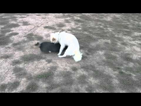 Shiba inu: play at dog park