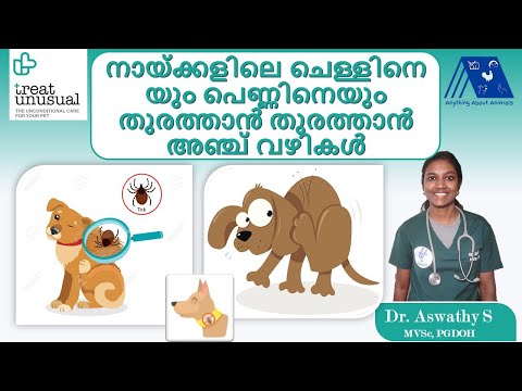5 Best Ways to Control Ticks and Fleas on your Dogs | Dr. Aswathy, Treat Unusual Veterinary Hospital