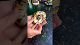 Farewell! #molinarosnakelab #diy #ballpython #royalpython #python #shorts #reptile #snake #petsnakes