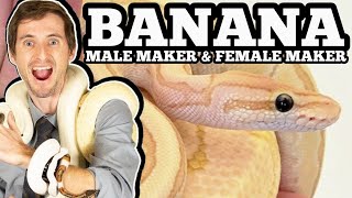 Banana Ball Python Genetics: Understanding Male Maker and Female Maker