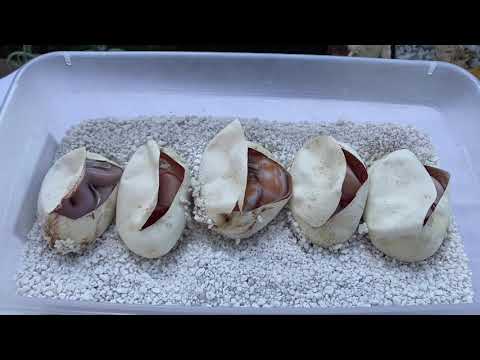 HUGE SURPRISE Ball Python Clutch 3