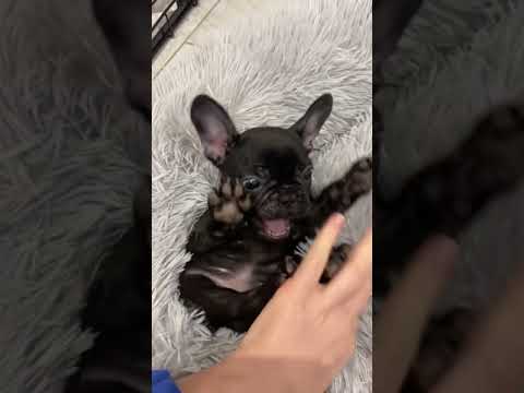 French Bulldog Puppy 5 months old ❤️  #shorts