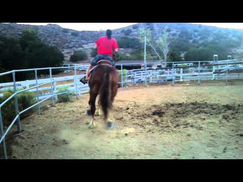 Meeting Hank the Belgian QH cross
