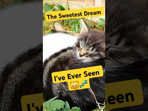 Sweetest dream I've ever seen!🐾💖 #catshorts