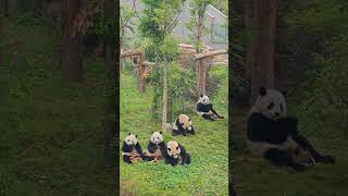 🐼 Adorable Pandas: The Cutest Panda Moments! 🐾🌿#cutepandas  #panda #cuteanimals