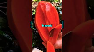 SIRI ROASTED ME @CodeJohan #funny #shorts #satisfying #relatable