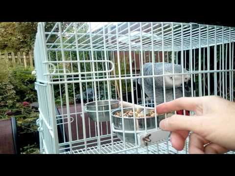 Parrot says oi