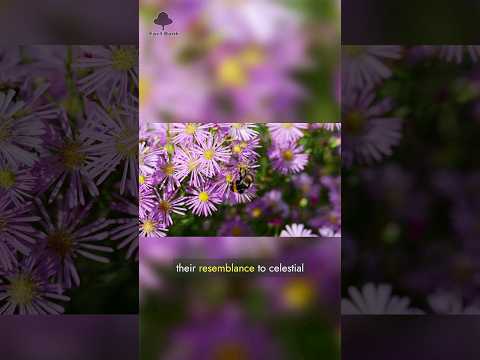 Fun Facts About Aster Flower | Amazing facts about Flowers | Fact Bank | #flower #flowers #fact