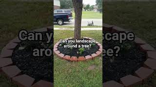 How to landscape around a tree