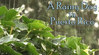 Relaxing Rain Sounds for Sleeping - Raining in Puerto Rico with Coqui Frogs