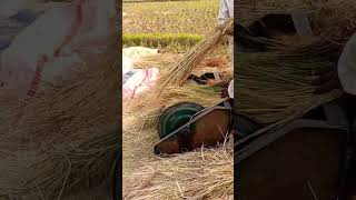 #song #beach #nature #lifeisbutadream #musicgenre #lostranquility #love #whowillbemylifepartnerta