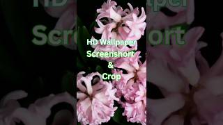 Cool HD Wallpaper Screensaver #flowers #shorts #calm #vibrantvoid #trending #backgroundvisuals