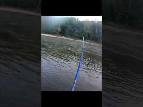 Susquehanna river fishing, big catch! #shorts #fishing