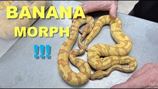 "Featured Morph" The Banana Ball Python Gene !!!