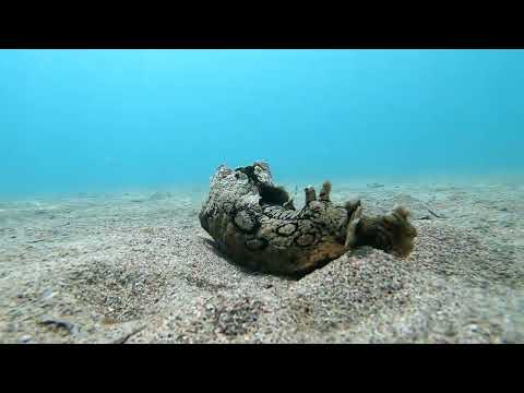 Up close and personal with an Aplysia dactylomela (spotted sea hare)