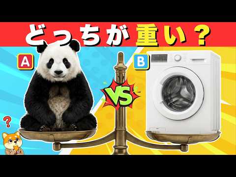 [Trivia Quiz] You might think you know the answer, but you'll be surprised! Is a panda heavier th...