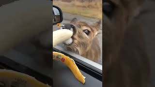 New comedy today video New Whatsaap  Status Today  Video iPhonecomedyvideo#tiktokviral  #viralshorts