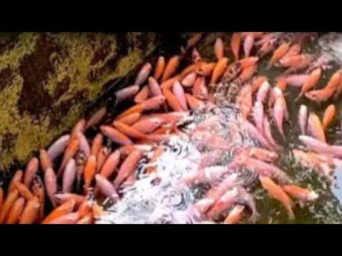 Budidaya ikan nila ||proses pemijahan , pendederan , pembesaran sampai penjualan