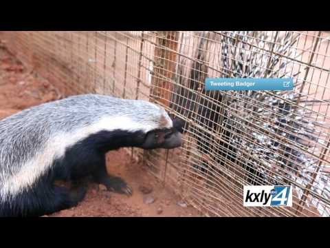 World's First LIVE Tweeting Honey Badger Case Film