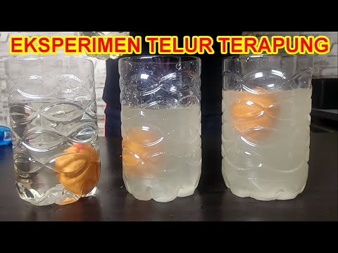 Science Experiment - Floating eggs