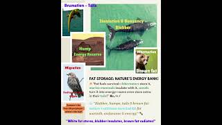 #FatStorage#Nature’sEnergyBank#SurvivalScience#NatureAdaptations