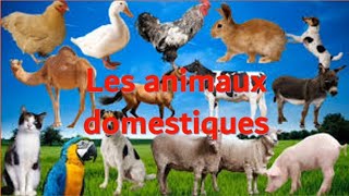 Les animaux domestiques