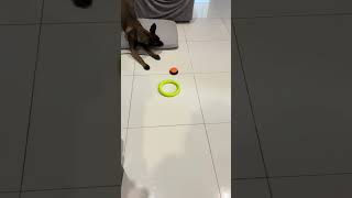 Our Malinois. Interactive button.Наш Малинуа.Интерактивная кнопка