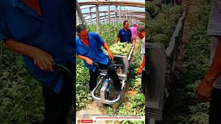 Best Innovative Harvest Transport Machine Tool for Faster Farm Innovation