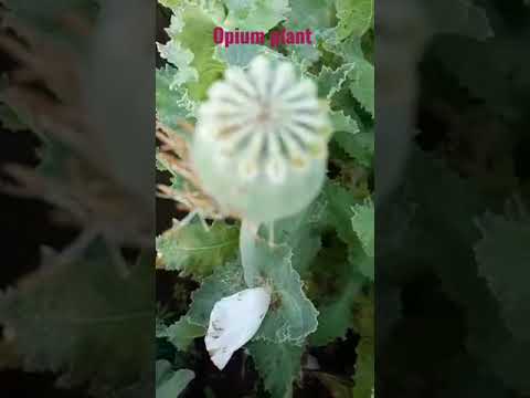 Opium plant #papaver somniferum #drug #medicine #nature #therapeutic #narcotic