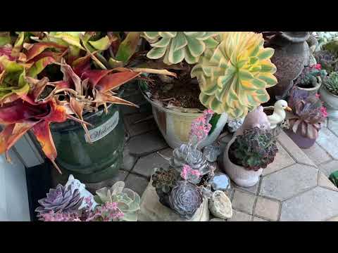 Succulents
