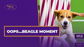 The Funniest Beagle Run You’ll Ever See 😂 | Westminster Agility