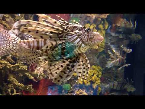 Ripley's Aquarium of Canada