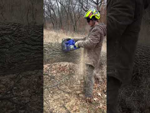 Holzfforma G366 cutting into Ash log #arborist