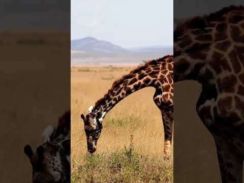 #wildlife  #discoverafrica #animals #discoverkenya #magicalkenya