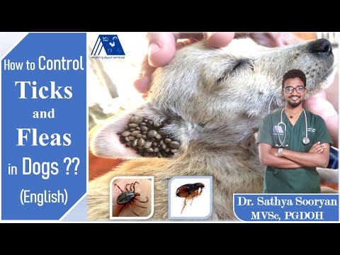 Ticks and Fleas Control in Dogs (English) | Dog Itching | Skin Infection | Tick Powder | Spot - On