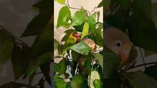 If you know anything about parakeets they will nibble on anything. #lovebirdmania #animalfriends