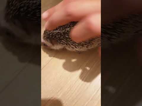 Hedgehog Moments part 23 #trending #hedgehog #cute #subscribe #shorts