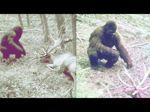 Ranger's Trail Cam Caught BIGFOOT Hunting Elk - BIGFOOT ENCOUNTER STORY